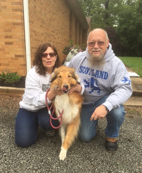 Laddie a Adult Male Collie (long coat) adopted through Collie Rescue