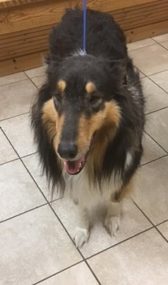 Lassie - photo 3