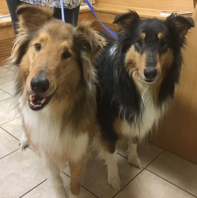 Lassie - photo 4