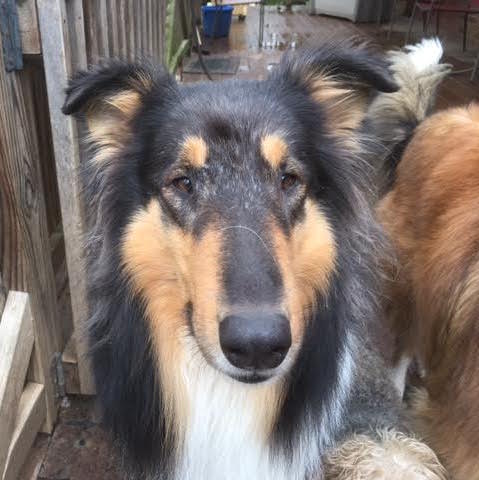 Lassie a Adult Female Collie (long coat) adopted through Collie Rescue