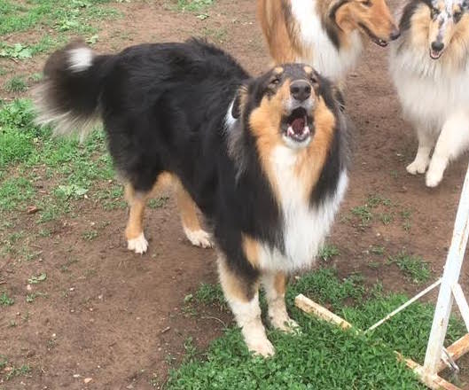 Lassie - photo 2