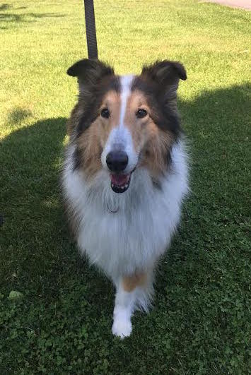 Lady a Adult Female Collie (long coat) adopted through Collie Rescue