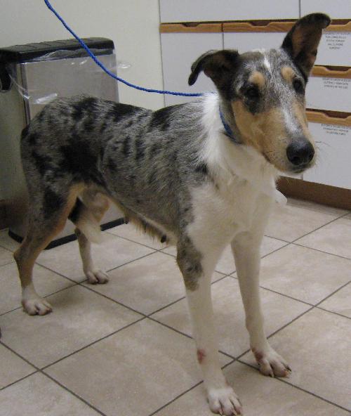Noel a Adult Female Collie (short coat) adopted through Collie Rescue