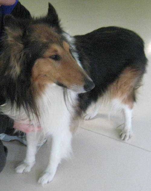 Rusty - photo 4