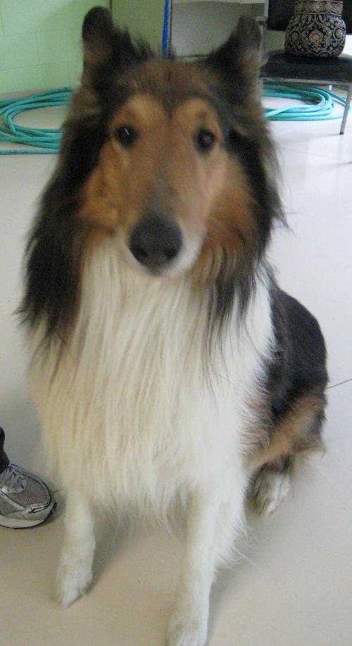 Rusty a Adult Male Collie (long coat) adopted through Collie Rescue