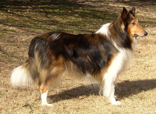 Rusty - photo 2