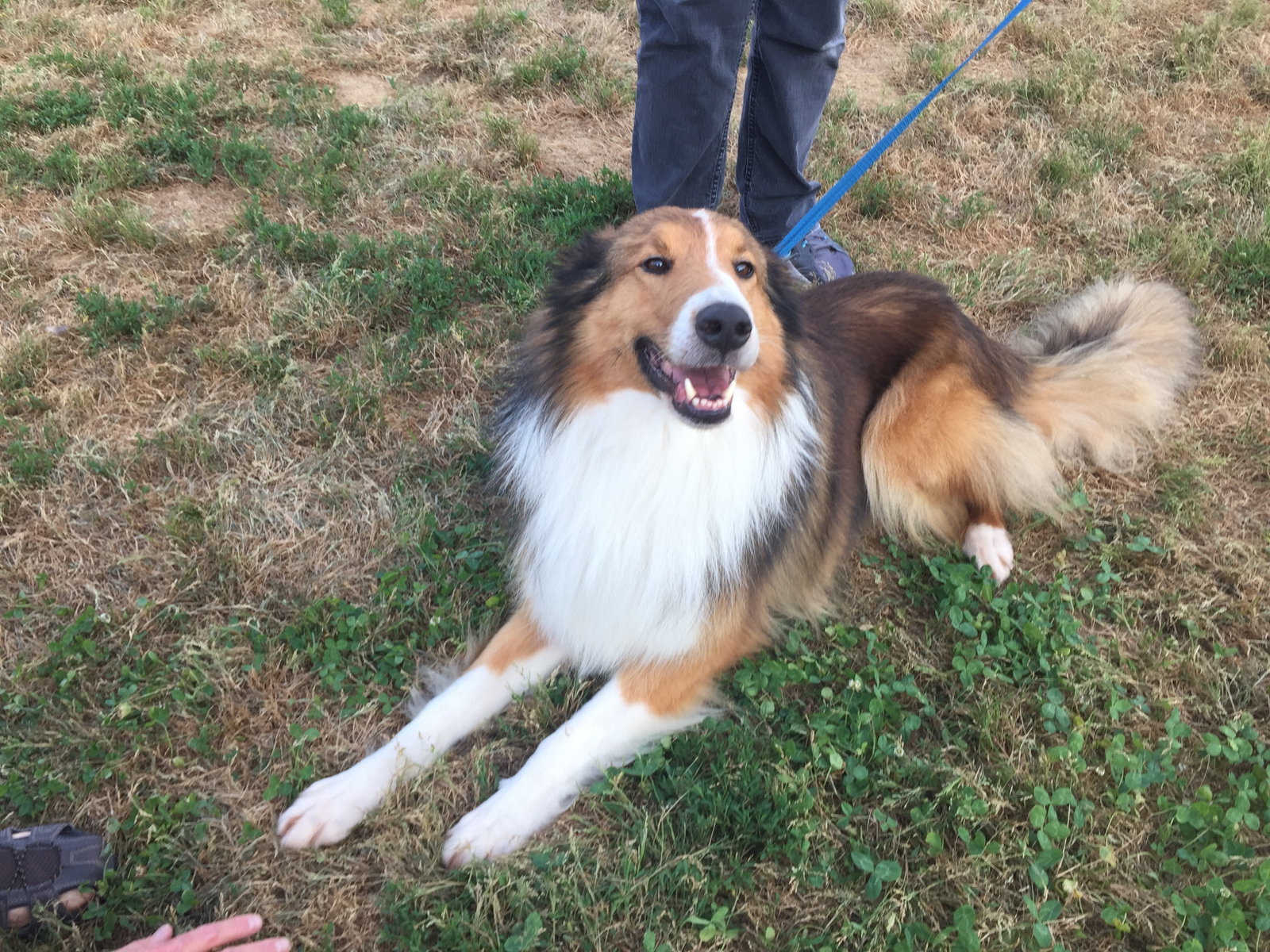 Kirby a Adult Male Collie (long coat) adopted through Collie Rescue