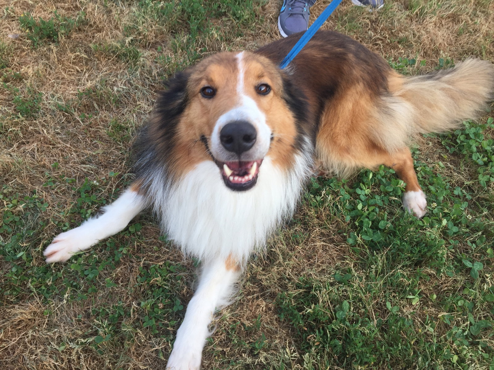 Kirby a Adult Male Collie (long coat) adopted through Collie Rescue
