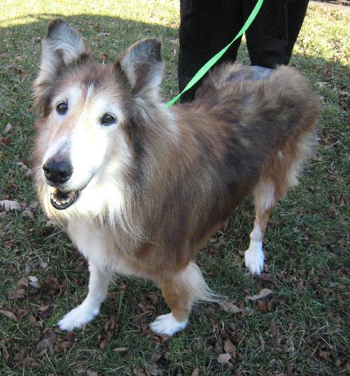 Misty a Senior Female Collie (long coat) adopted through Collie Rescue