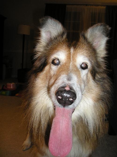 Misty - photo 4