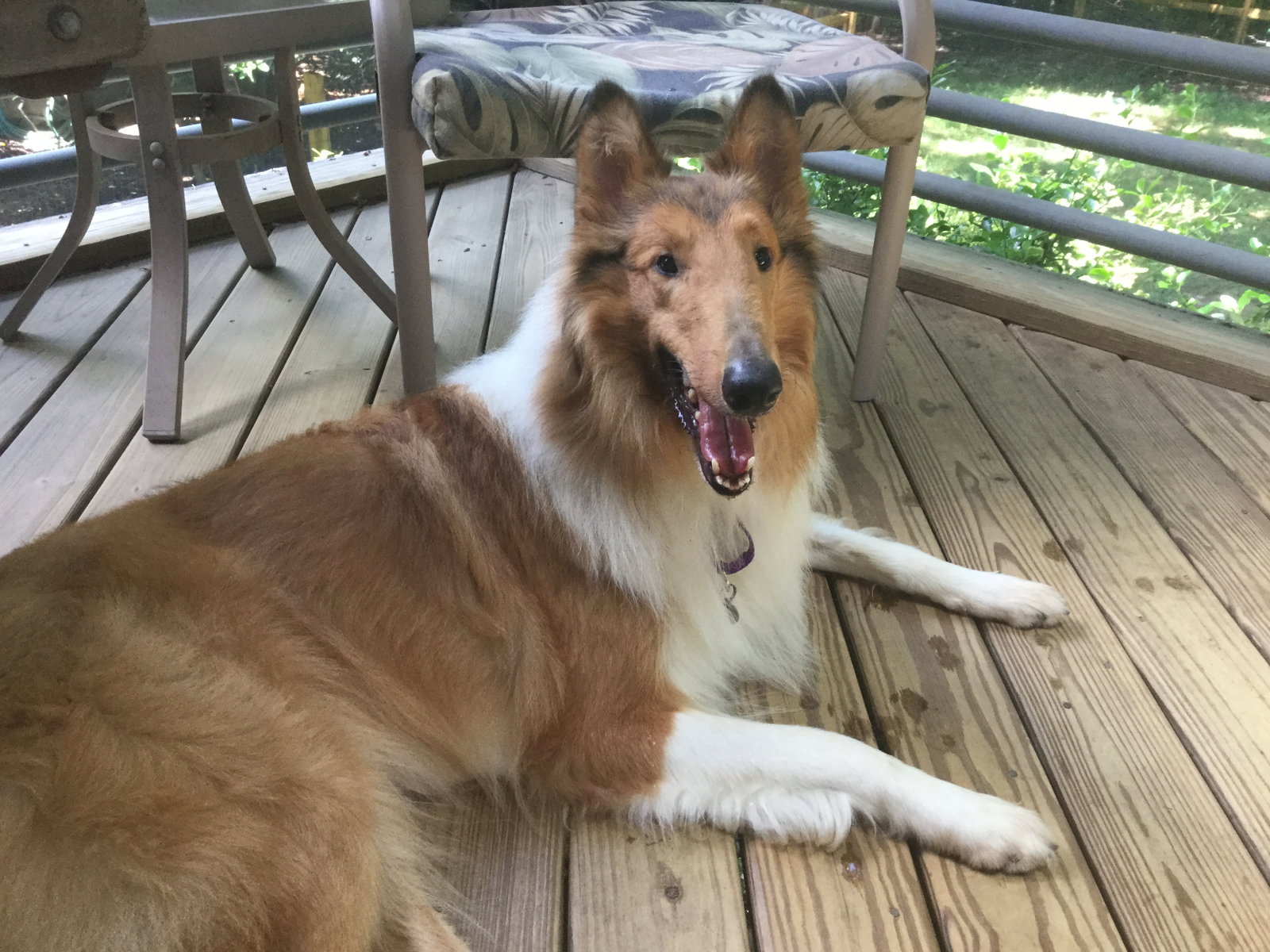 Shiloh a Young Male Collie (long coat) adopted through Collie Rescue