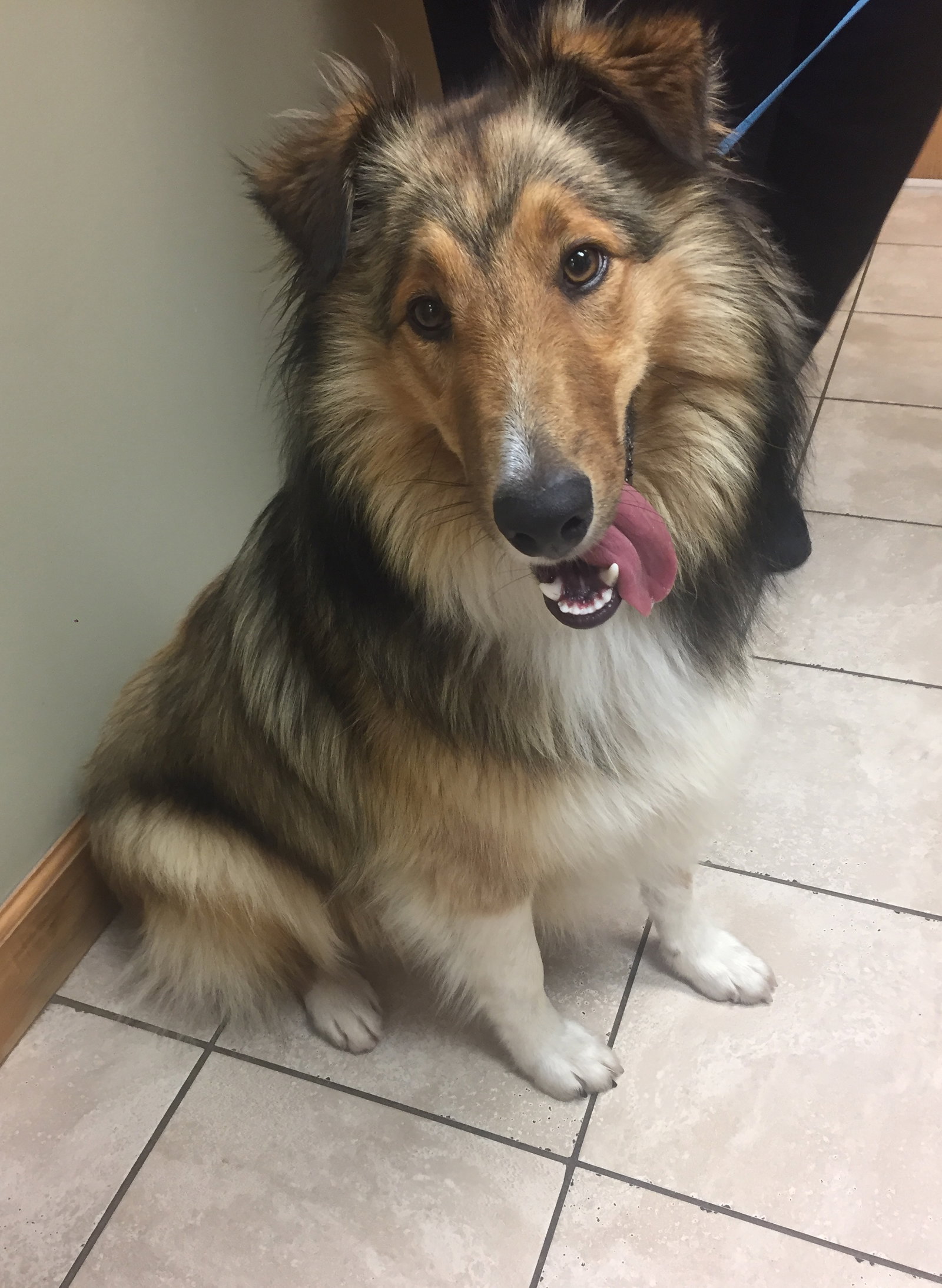 Ripley a Adult Male Collie (long coat) adopted through Collie Rescue