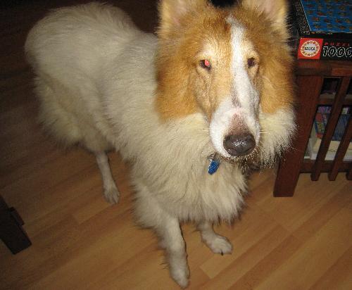 Tess - photo 3