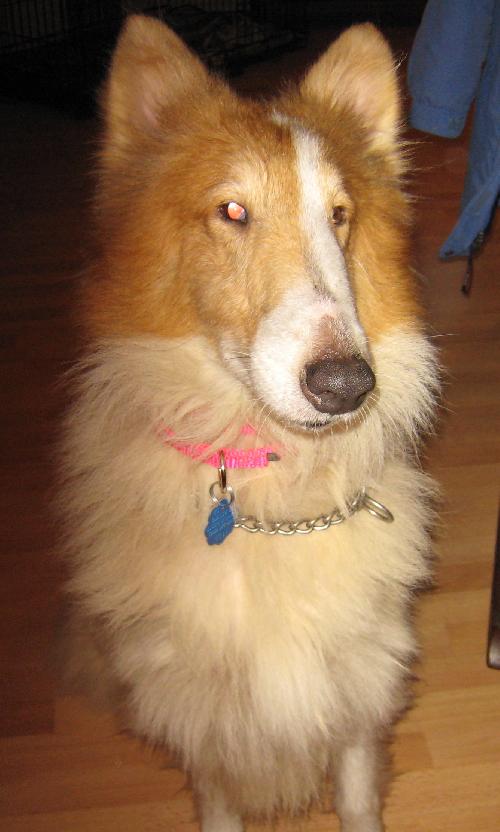 Tess - photo 4