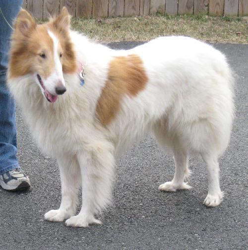 Tess a Adult Female Collie (long coat) adopted through Collie Rescue