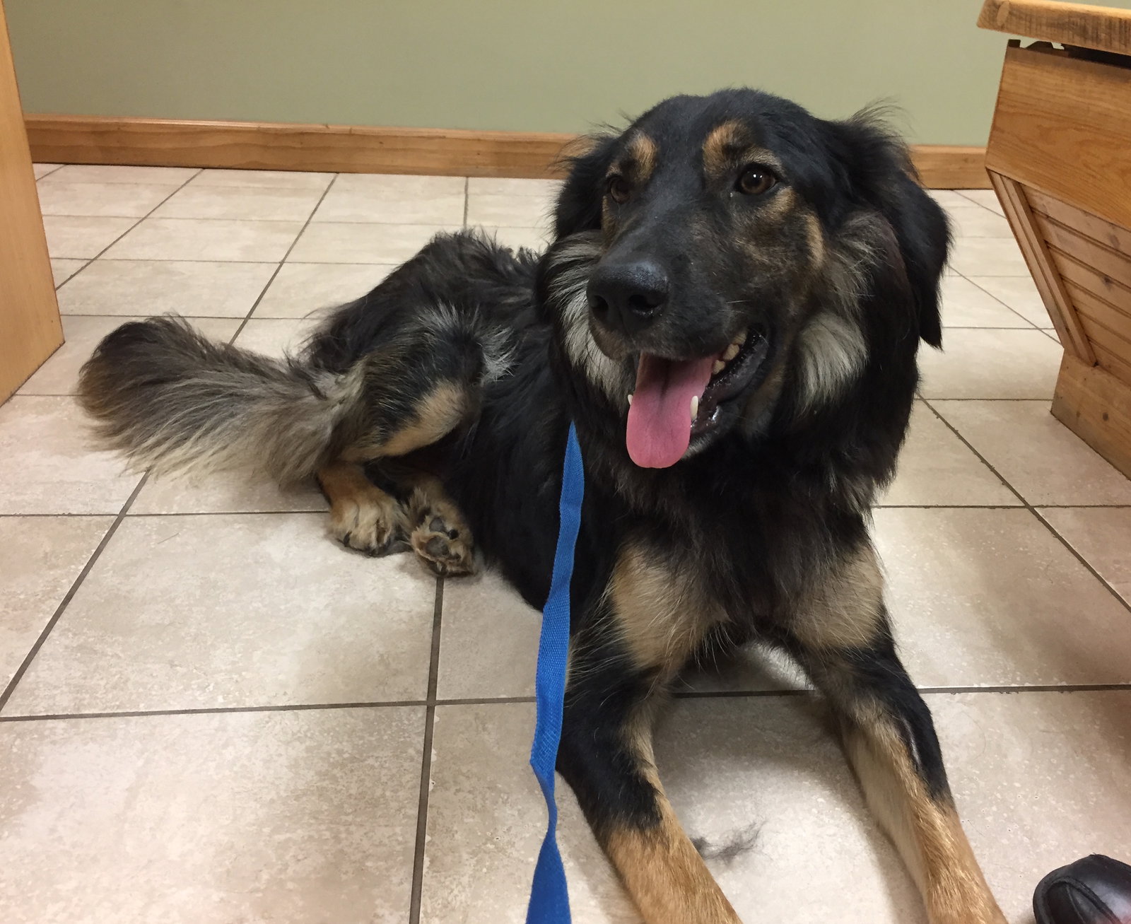 Dolly a Adult Female Collie / Mixed (long coat) adopted through Collie Rescue