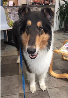 Harry a Male Collie adopted through Collie Rescue