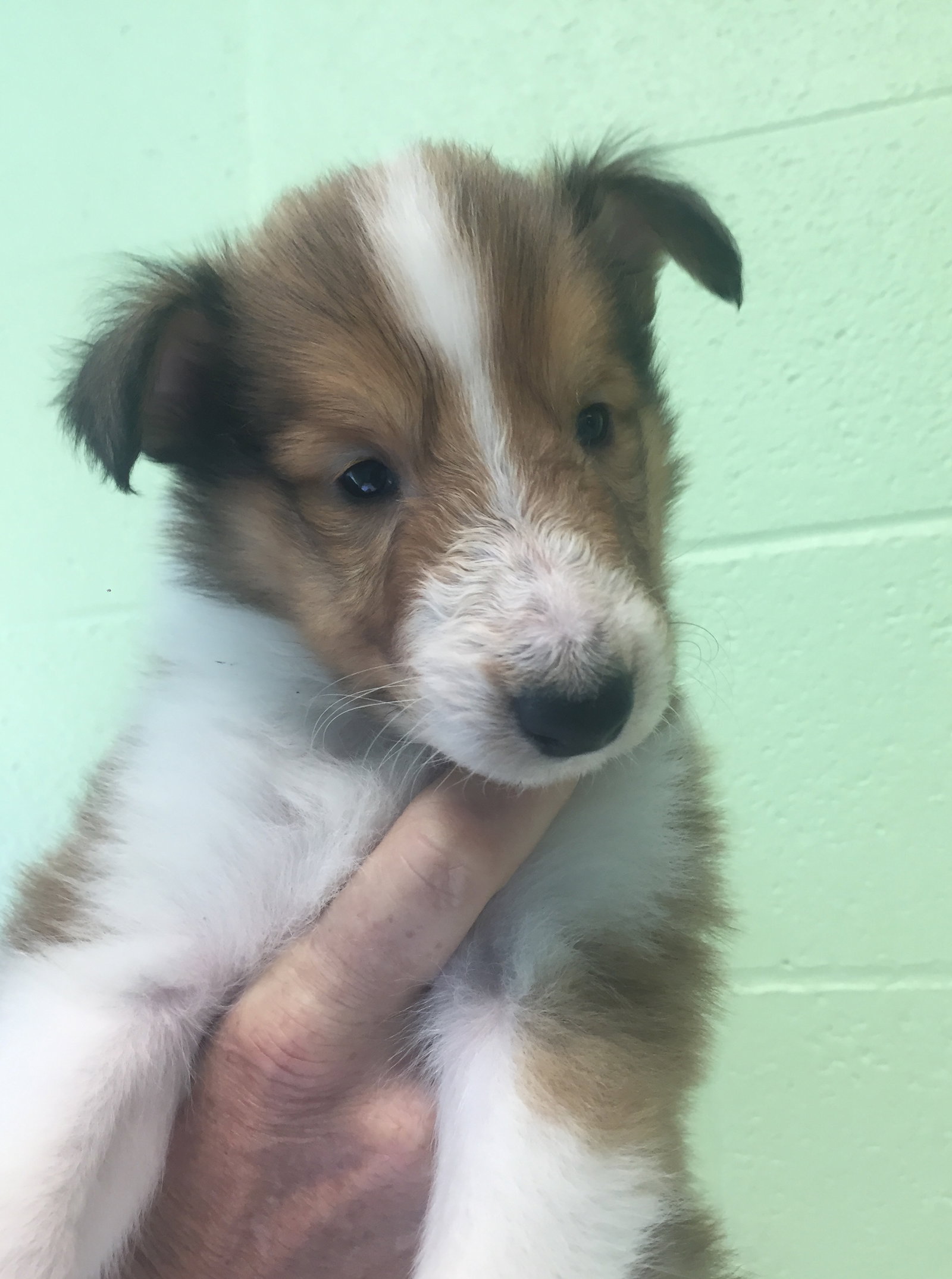 Anderson a Baby Male Collie (long coat) adopted through Collie Rescue