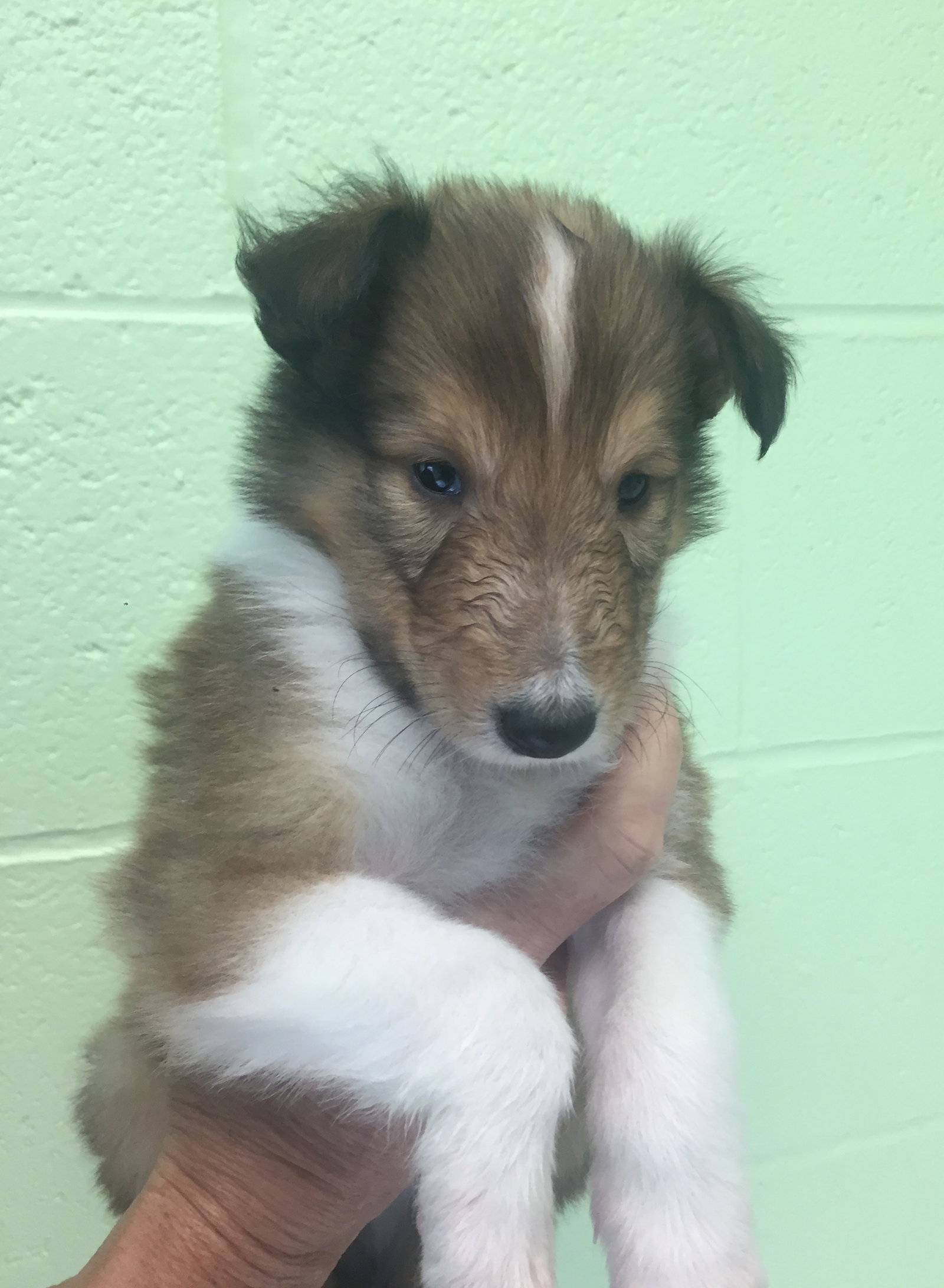 Cooper a Baby Male Collie (long coat) adopted through Collie Rescue