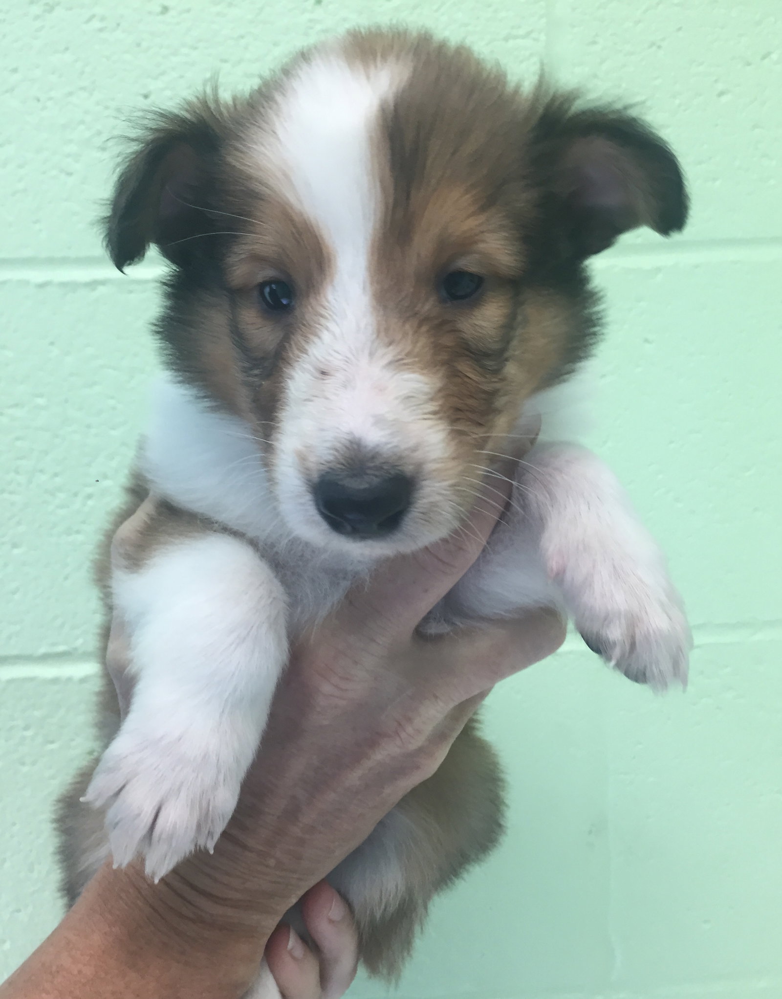 Tamara a Baby Female Collie (long coat) adopted through Collie Rescue