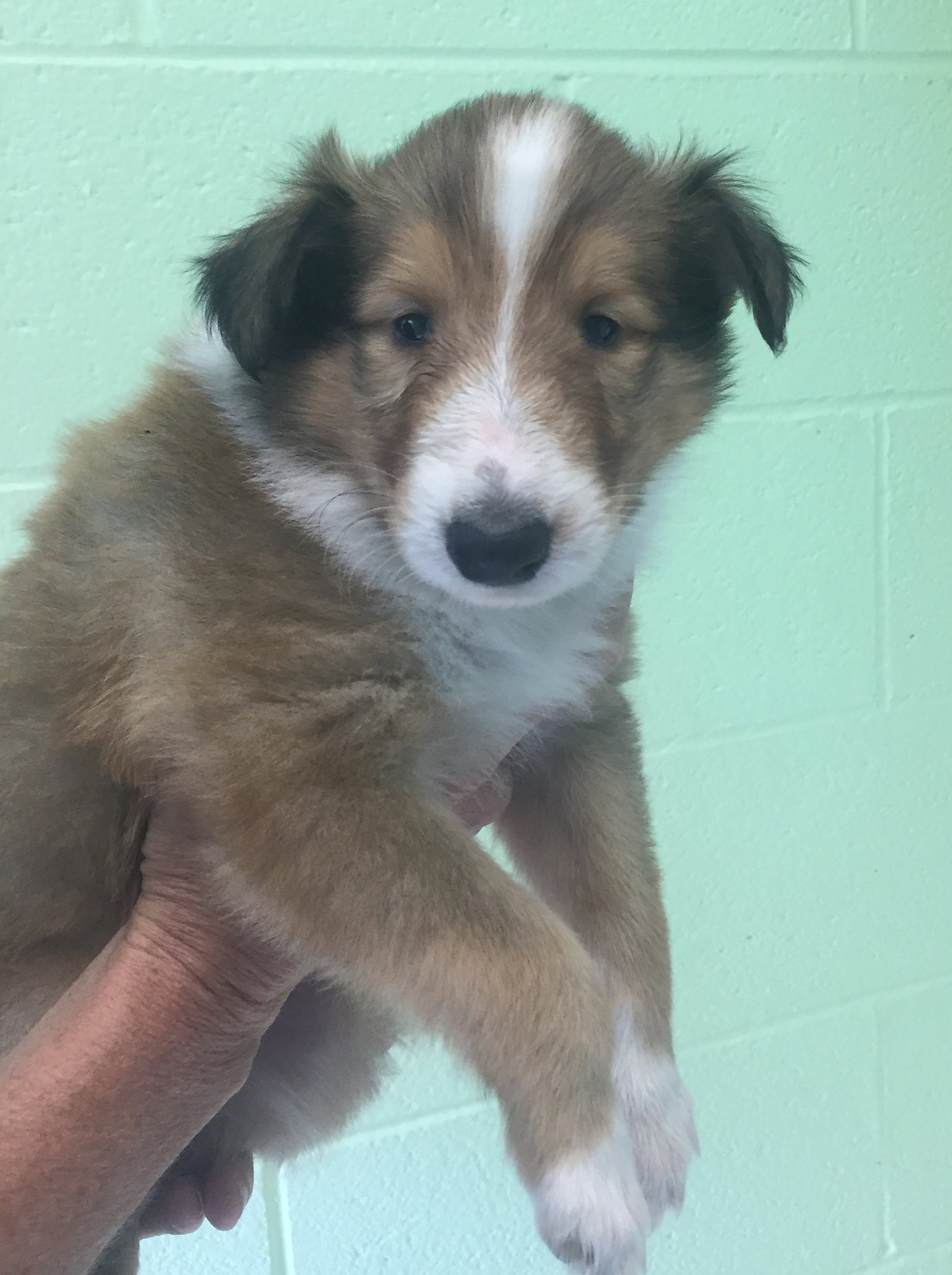 NeeNee a Baby Female Collie (long coat) adopted through Collie Rescue