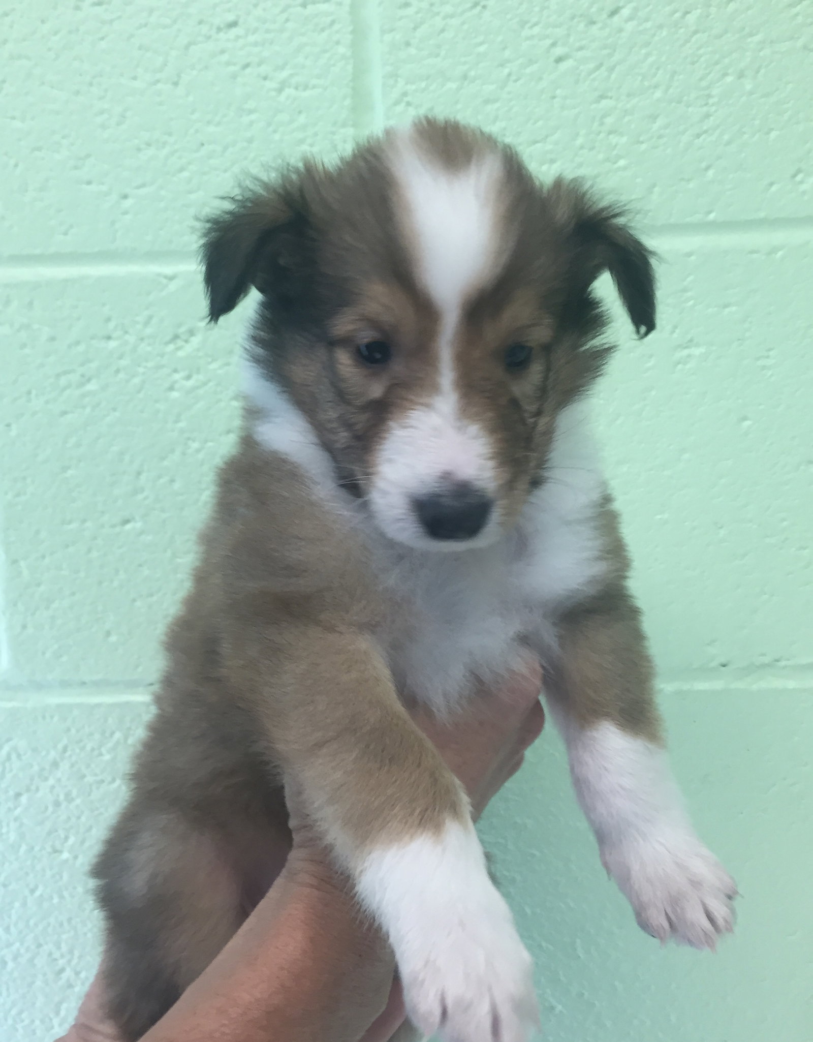 Theresa a Baby Female Collie (long coat) adopted through Collie Rescue