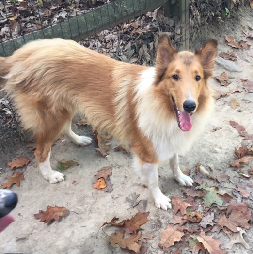 Gabby a Adult Female Collie (long coat) adopted through Collie Rescue