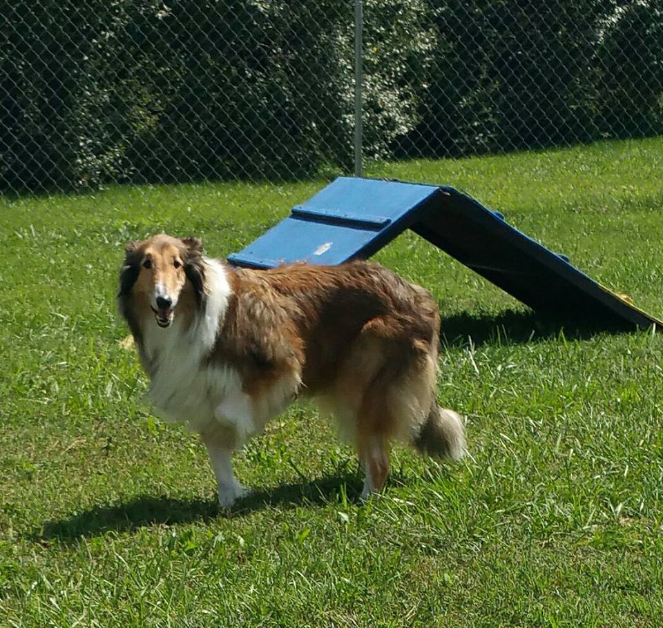 Aidan a Adult Male Collie (long coat) adopted through Collie Rescue