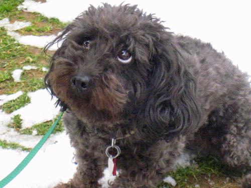 Ellie a Adult Female Havanese (medium coat) adopted through Collie Rescue