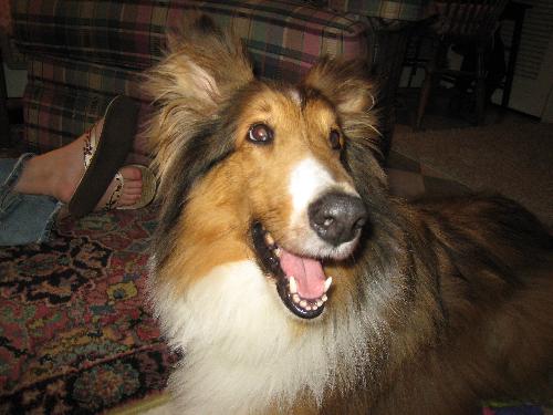 Laddie a Adult Male Collie (long coat) adopted through Collie Rescue