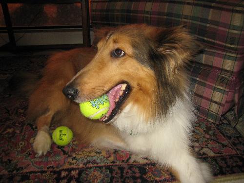 Laddie - photo 2