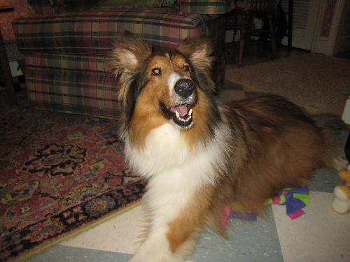 Laddie - photo 3