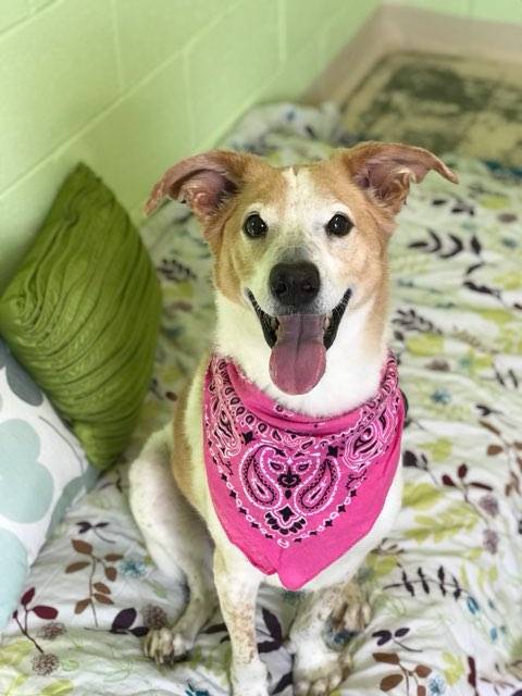 Bella a Adult Female Beagle / Mixed (short coat) adopted through Collie Rescue