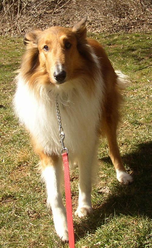 Buddy a Adult Male Collie (long coat) adopted through Collie Rescue