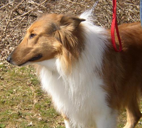 Buddy - photo 2