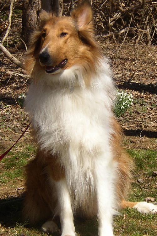 Buddy - photo 3
