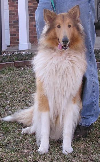 Trixie a Young Female Collie (long coat) adopted through Collie Rescue