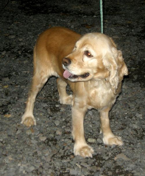 Hope a Adult Female Cocker Spaniel (medium coat) adopted through Collie Rescue