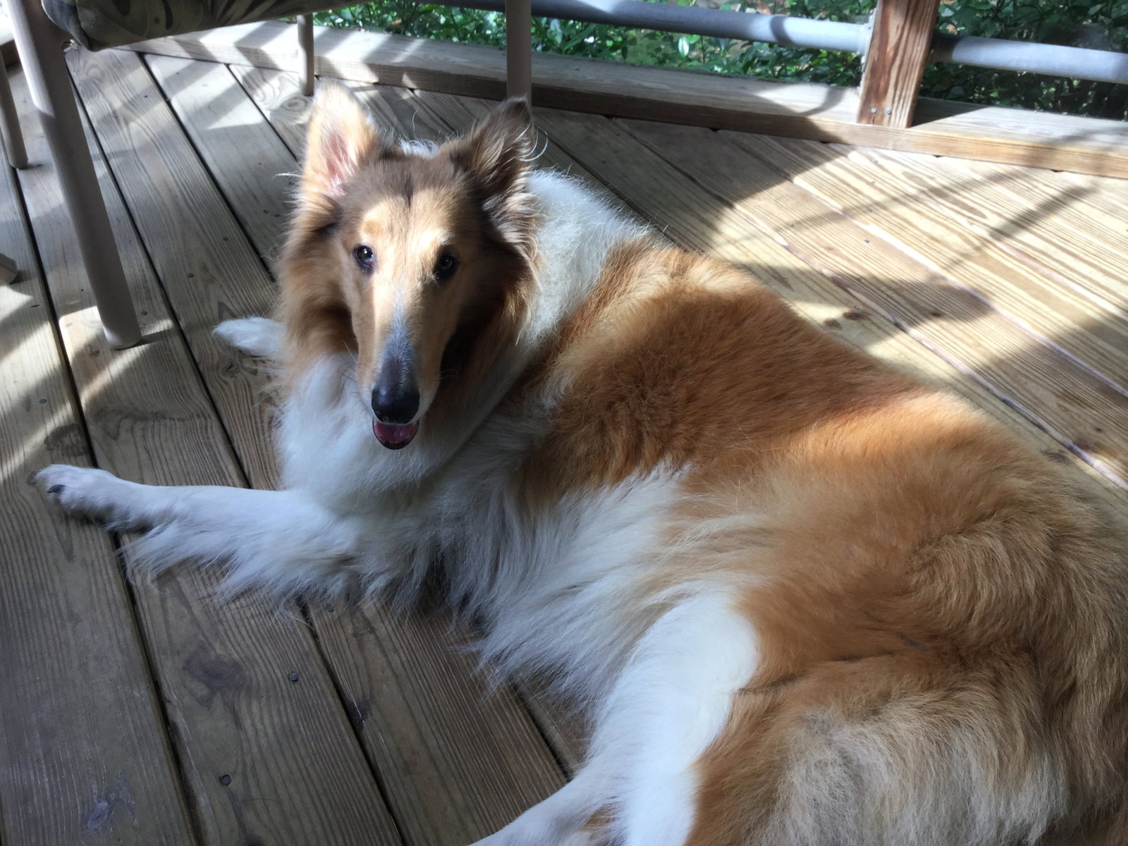Gwynne a Adult Female Collie (long coat) adopted through Collie Rescue
