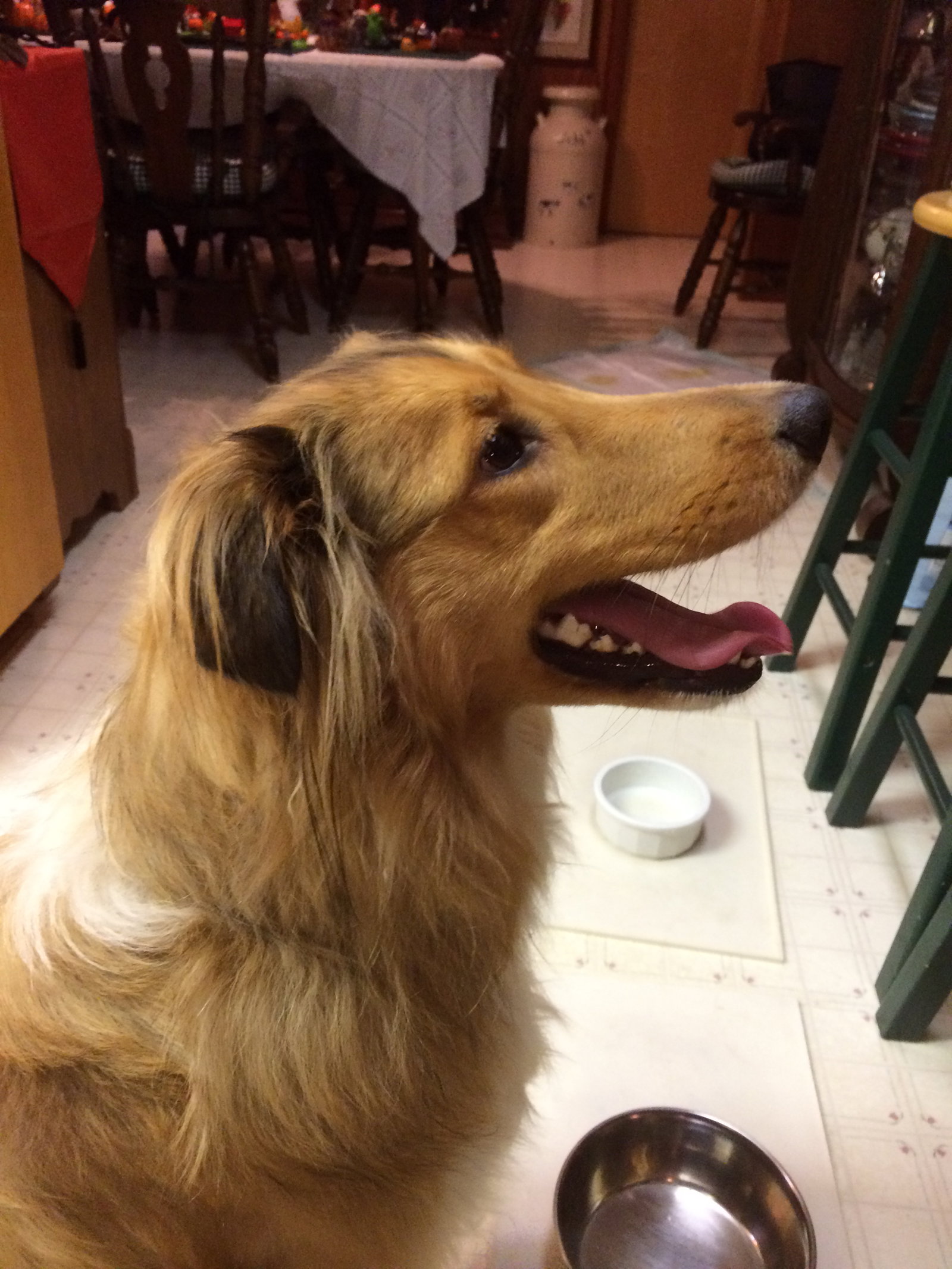 Willie - photo 5