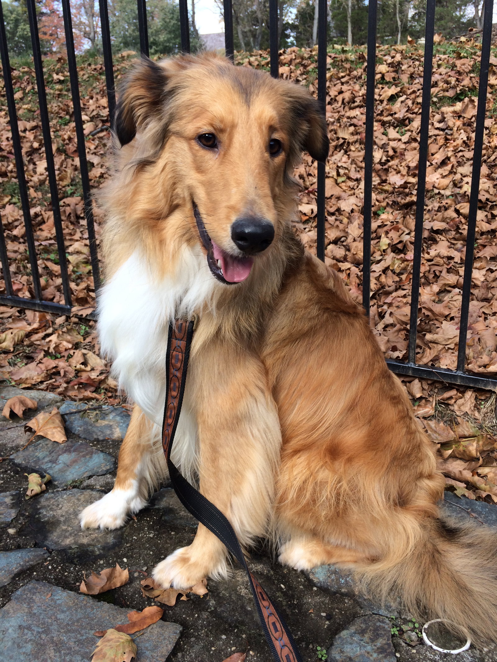 Willie a Adult Male Collie / Mixed (long coat) adopted through Collie Rescue