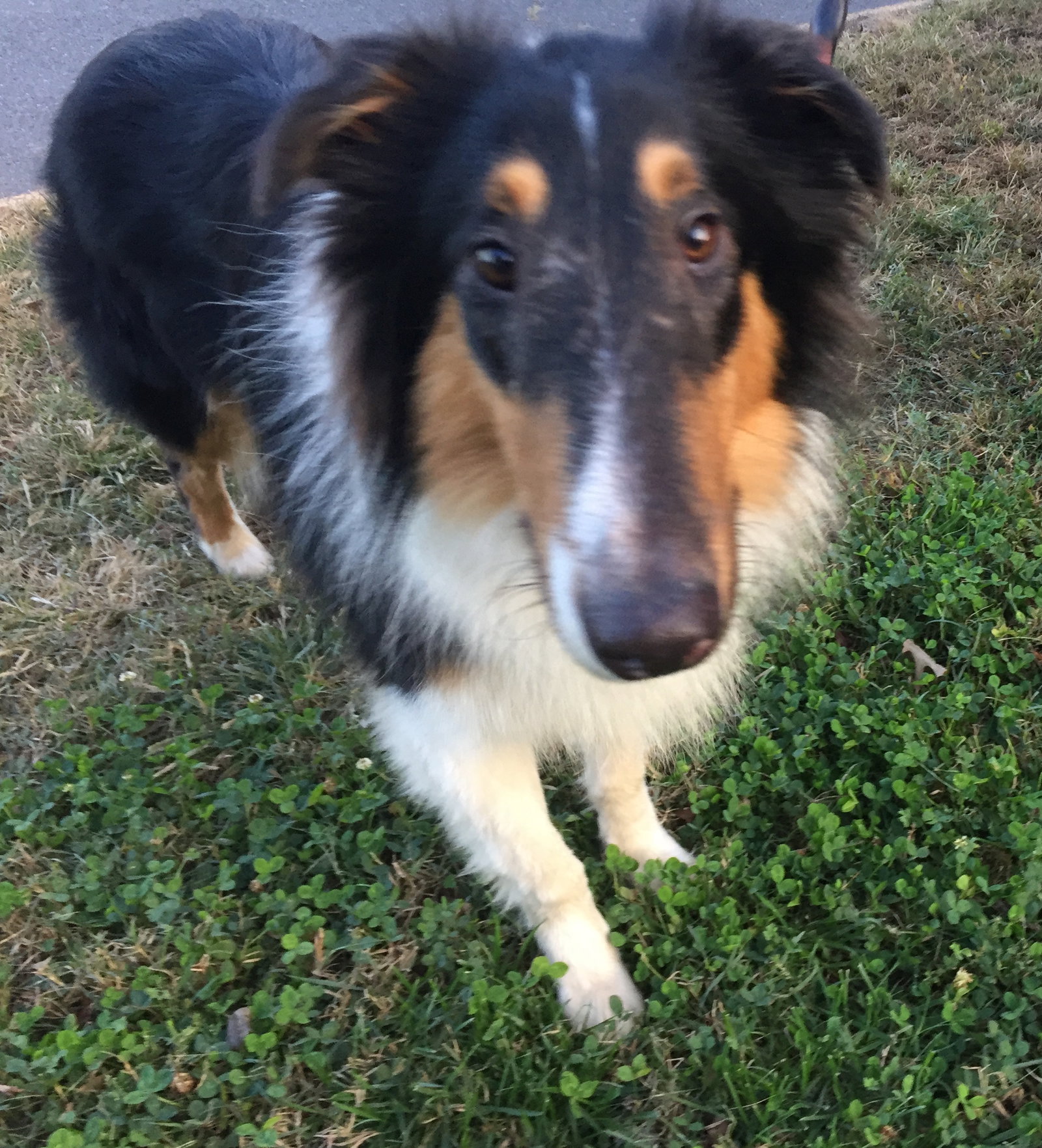 Knox a Young Male Collie (long coat) adopted through Collie Rescue