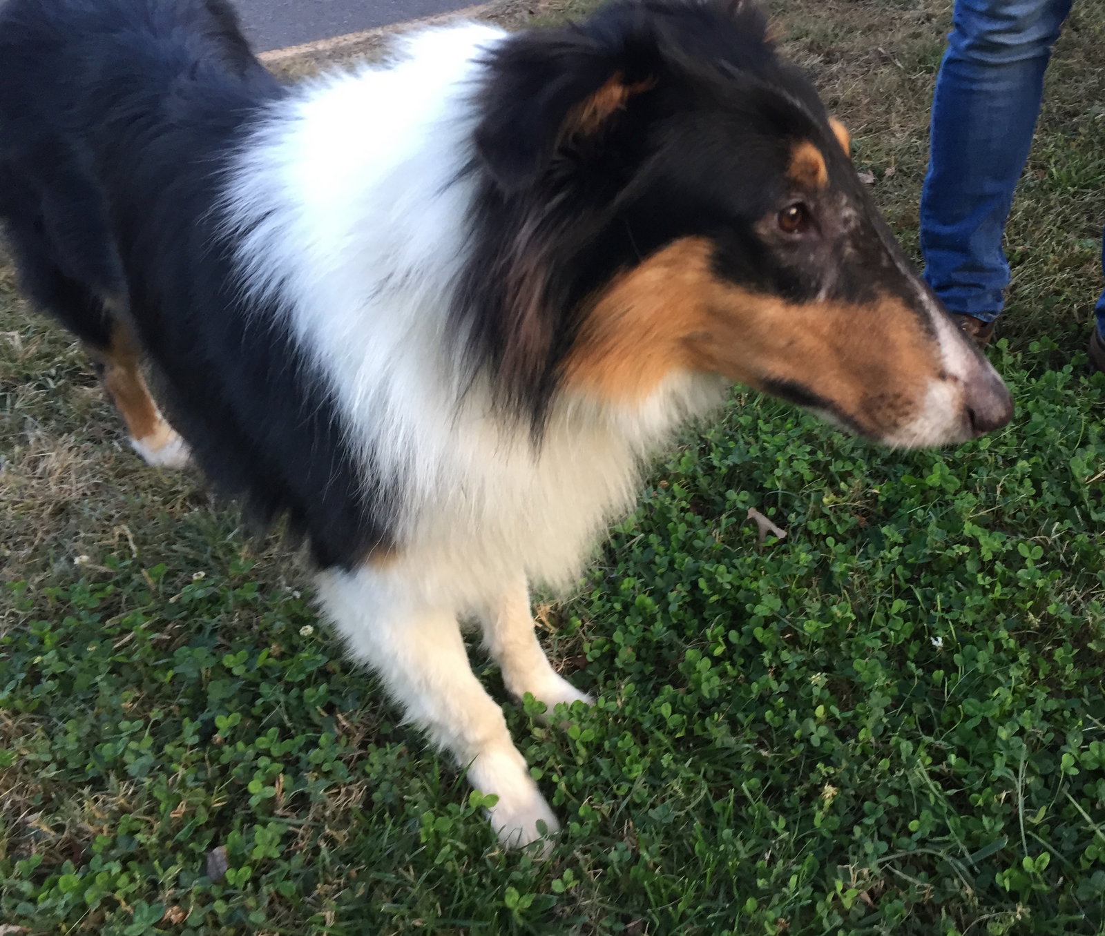 Knox - photo 3