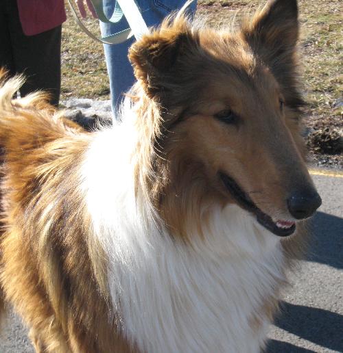 Jax a Adult Male Collie (long coat) adopted through Collie Rescue