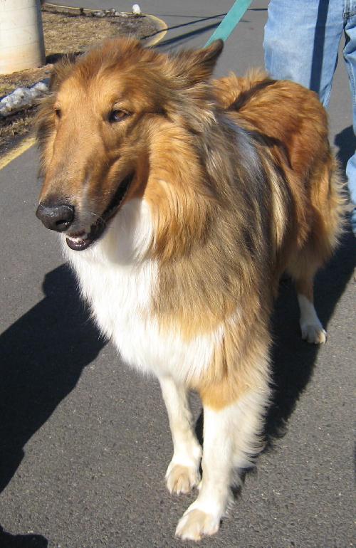 Jax - photo 2