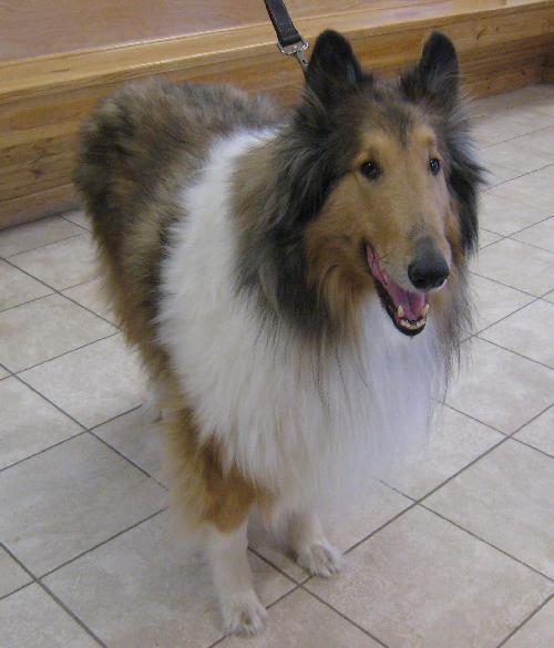 Max a Adult Male Collie (long coat) adopted through Collie Rescue