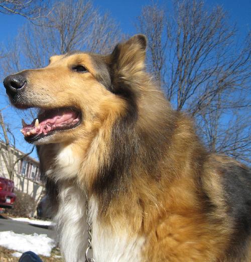 Cody a Adult Male Collie (long coat) adopted through Collie Rescue