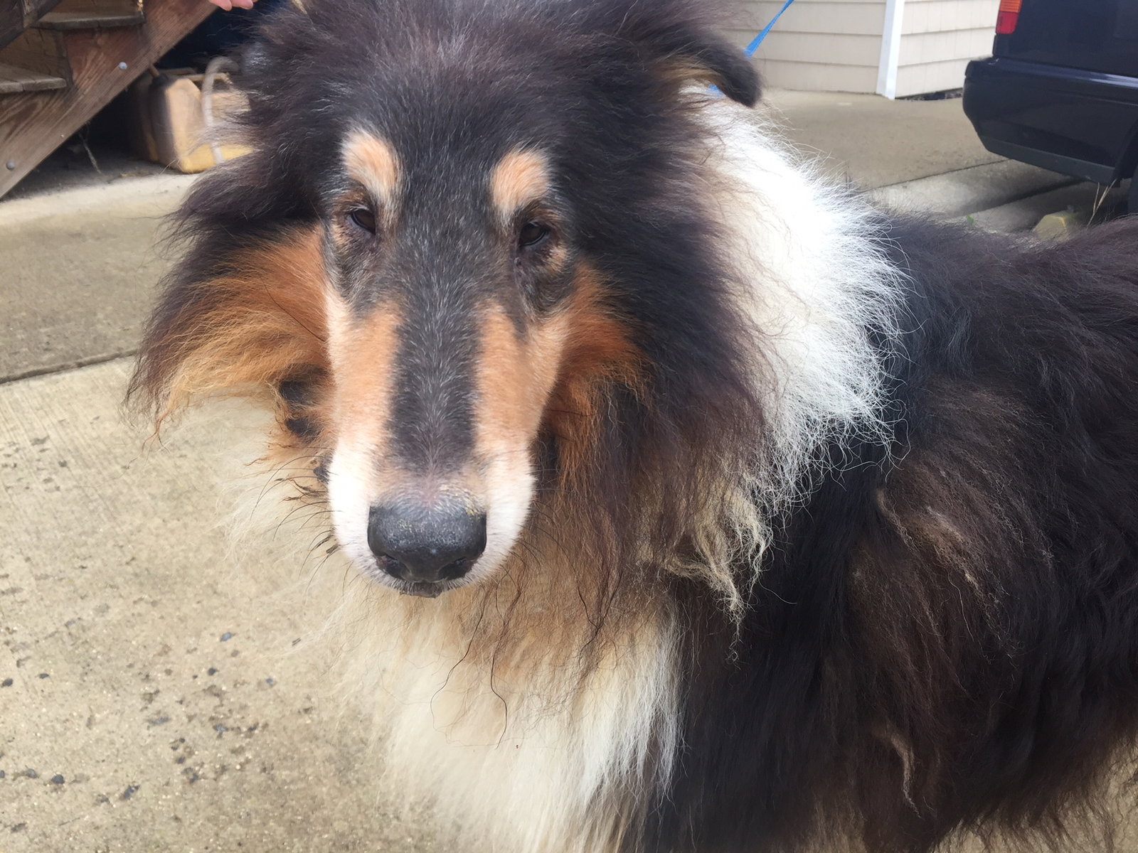 Ben a Adult Male Collie (long coat) adopted through Collie Rescue