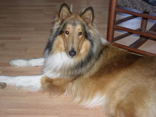 Charlie - photo 2