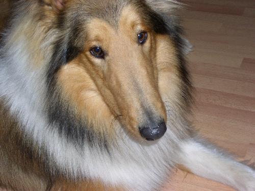 Charlie a Young Male Collie (long coat) adopted through Collie Rescue